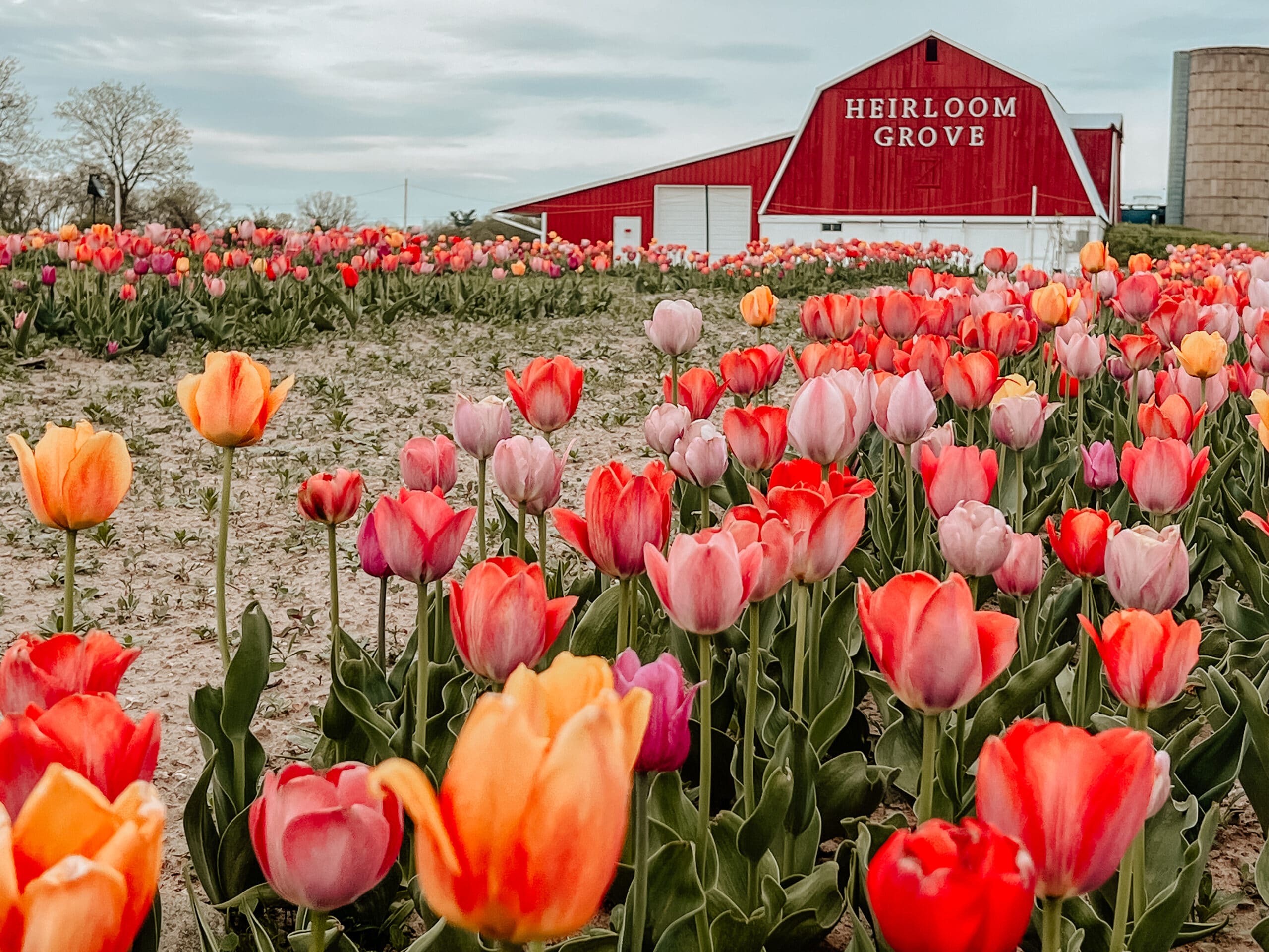 Featured image for “First Year Tulips: 5,000 Bulbs Blossom on Our Michigan Farm”