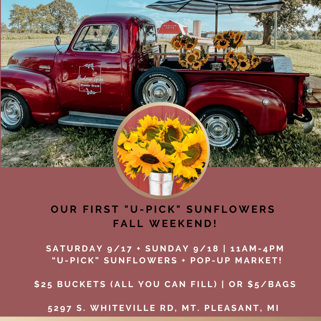 Featured image for “Sunflower U-Pick Days at Heirloom Grove!”